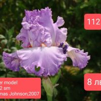 Ириси за продажба -1, снимка 15 - Градински цветя и растения - 45526729