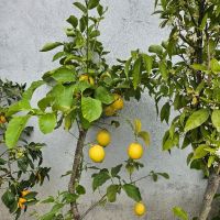 кумкуат, лимони и др. , снимка 4 - Градински цветя и растения - 45370807