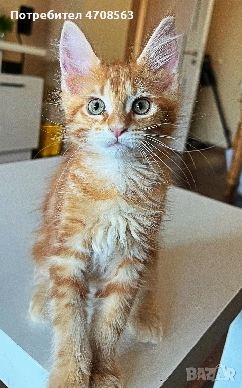 Мейн куун, снимка 1