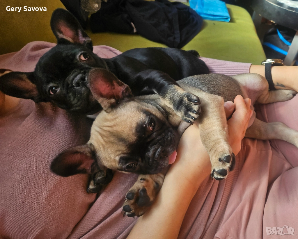 2 женски кутрета Френски булдог ( френчи ), снимка 1