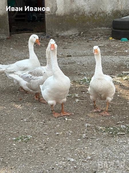 Емденски и Холмогорски гъски, снимка 1