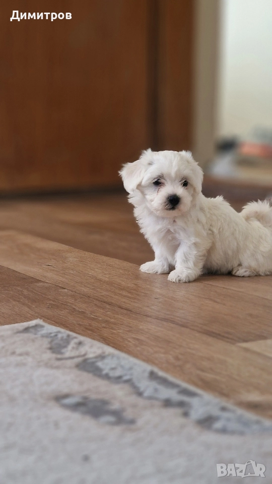продавам малтийски болонки едно момченце с първа ваксина двапъти обезпаразитено , снимка 1