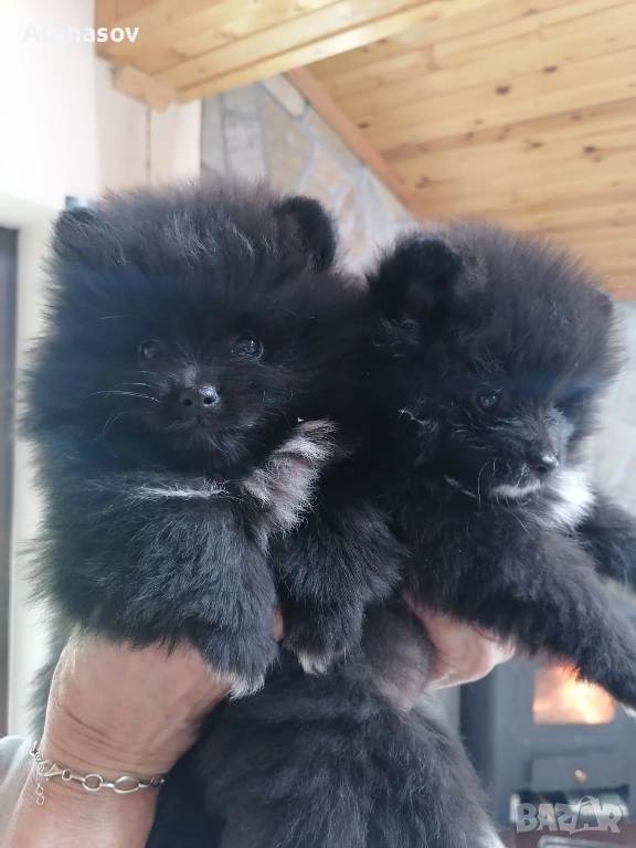 Померан Померанчета , снимка 1