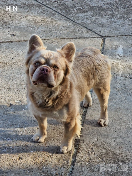 Френски булдог флъфи Ню шейд Изабела в очакване на дами, снимка 1