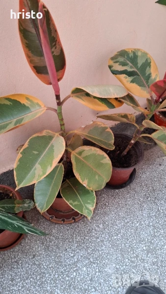 шарен фикус 50см., снимка 1
