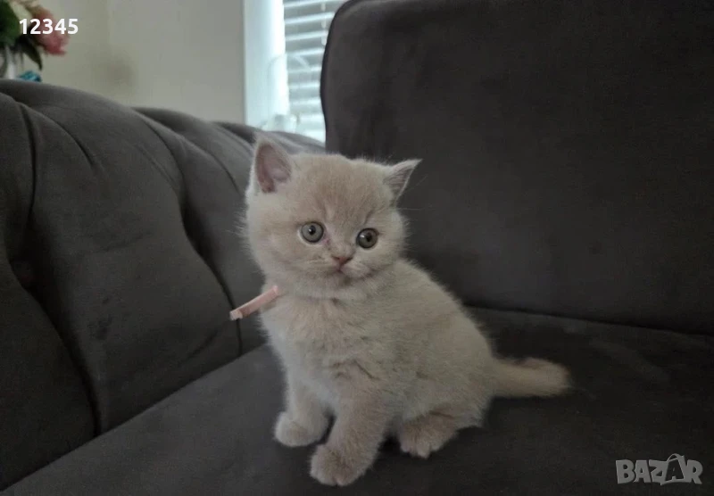 Британско чистокръвно момче британче , снимка 1