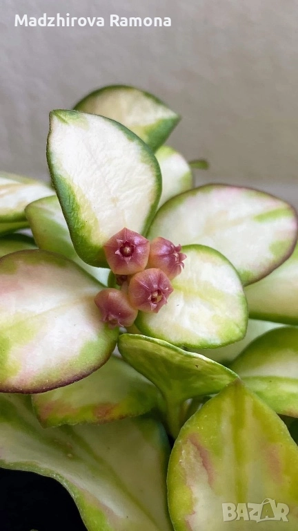 Hoya heuschkeliana variegata, снимка 1