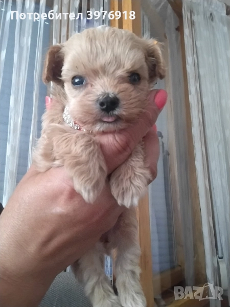 предлагам супер мини малтипу , снимка 1