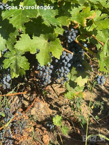 продавам грозде мерло, снимка 1