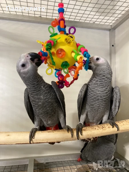 Папагал Жако - Конго, снимка 1