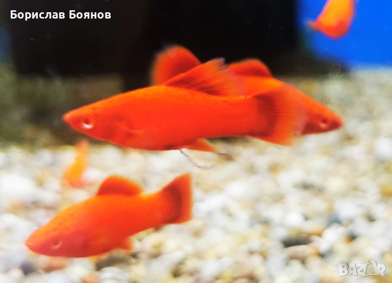 Високоплавен Хелер Blood Red albino , снимка 1