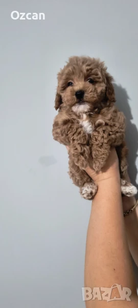 . малтипу.  Пудел.  Той, снимка 1