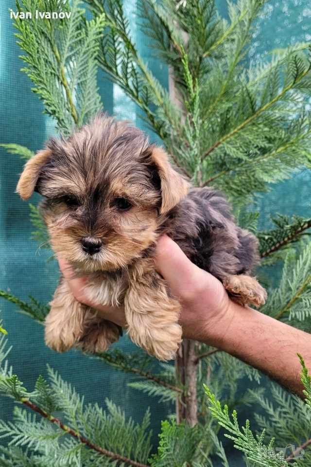 Йоркширски териер мини-мерле!!!, снимка 1