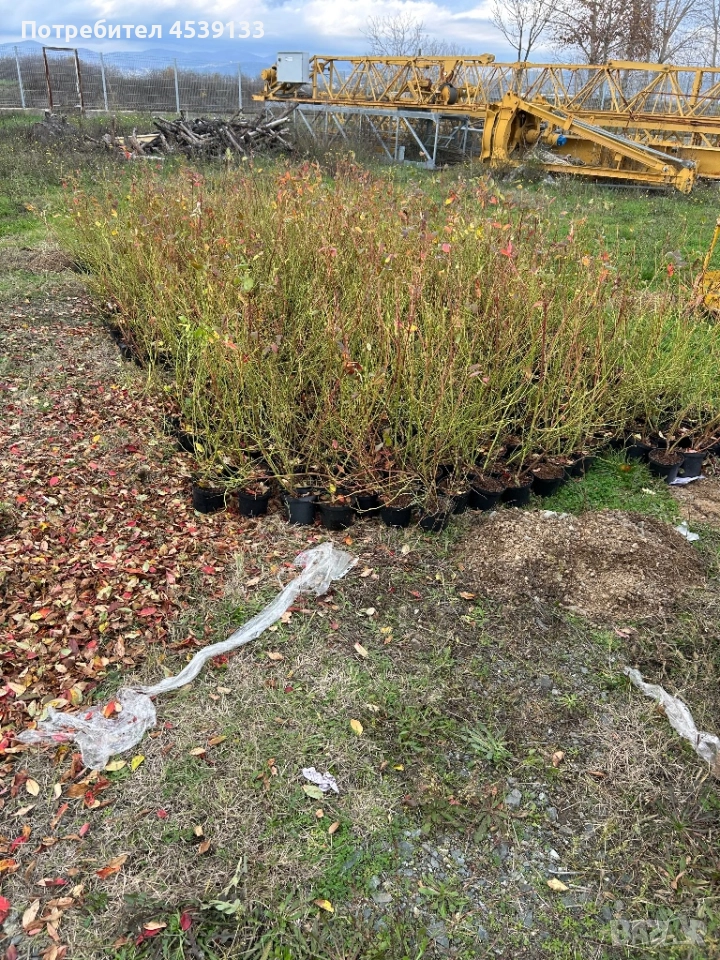 Боровинки сорт Дюк 3 годишни, снимка 1