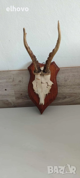 Еленови рога с череп#2, снимка 1