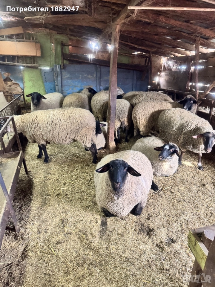 Суфолк овен, снимка 1