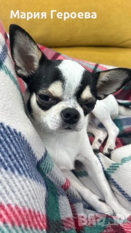 Чихуахуа женско, снимка 9 - Чихуахуа - 53170076