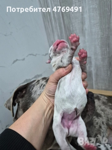 XL American bully's с родословие и сертификати , снимка 4 - Американски стафордширски териер - 53882558