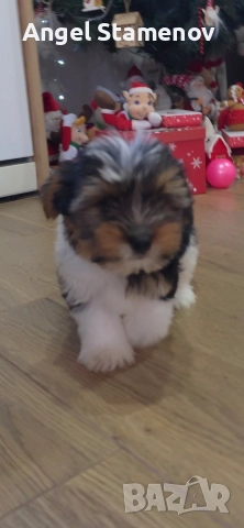 Йорки бивер териер,две момченца!, снимка 11 - Йоркширски териер - 52850201