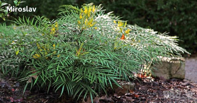 Махония (Mahonia soft caress), снимка 3 - Градински цветя и растения - 45210311