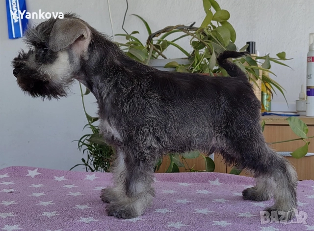 Мини шнауцер, женско Salt & Pepper , снимка 5 - Други - 52515218