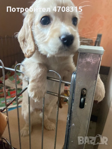 Кокер шпаньол момченце карамел, снимка 2 - Кокер шпаньол - 54156088