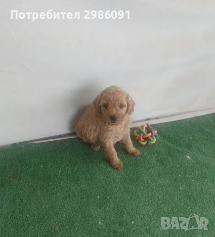 той пудел бебета , снимка 3 - Пудели - 50494020