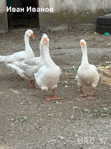 Емденски и Холмогорски гъски, снимка 1