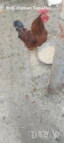 продавам петли за разплод или клане, снимка 4 - други­ - 53823736