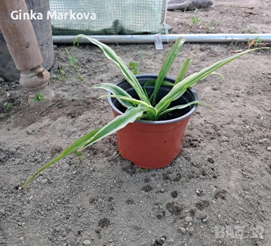 Различни видове хлорофитом, снимка 3 - Стайни растения - 50731605