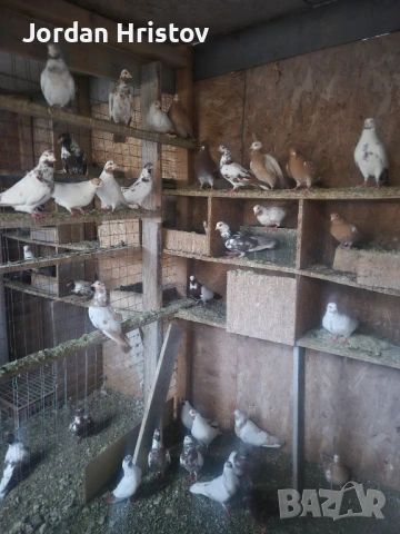 Продавам гъски патици и пуйки , снимка 7 - Патици и гъски - 53964312