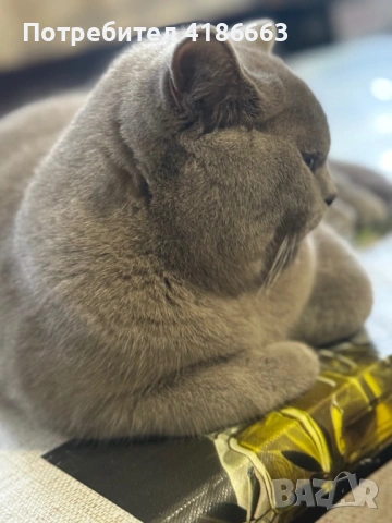 Късокосмест британец за разплод, снимка 13 - Британска късокосместа - 52215816