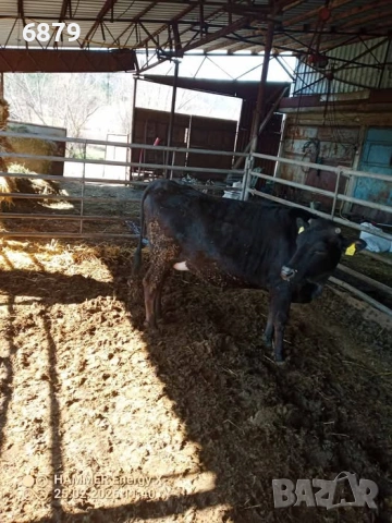 Продавам бременни юници, снимка 3 - Крави - 53636717