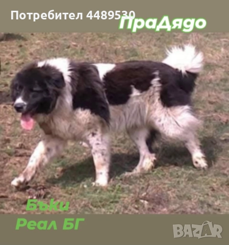 Сертифициран Развъдник продава българско овчарско куче / каракачанка, снимка 4 - Каракачанска овчарка - 50499590