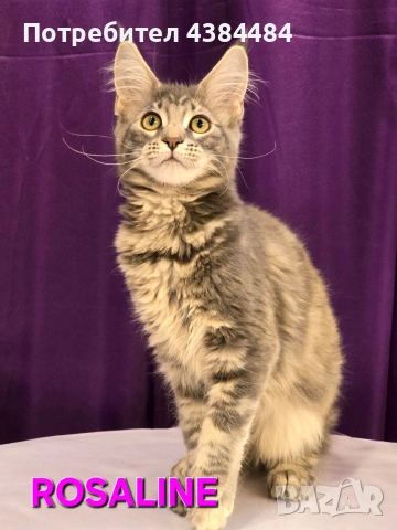 Котенца мейн куун, снимка 6 - Мейн кун - 54137626