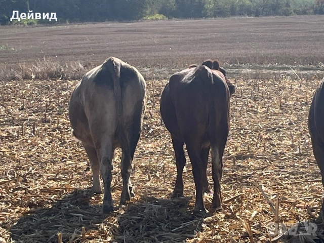 Продавам месодайни юнички!