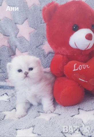 МНОГО,МНОГО СЛАДКИ БЕБЧЕТА, снимка 5 - Британска късокосместа - 54194297