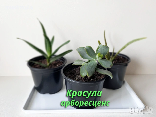 Сукуленти Алое и Красула, снимка 2 - Стайни растения - 53487548