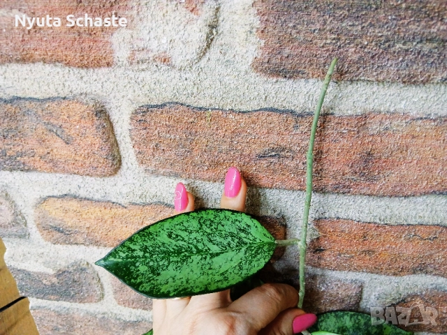 Хоя .Hoya patcharawalai 023 icensis silver splash, снимка 2 - Стайни растения - 52527187