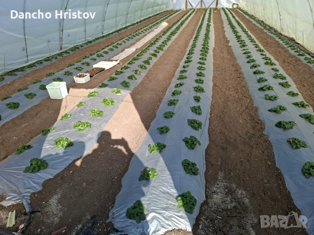 Мулч полагаща машина , снимка 5 - Други машини и части - 53669410