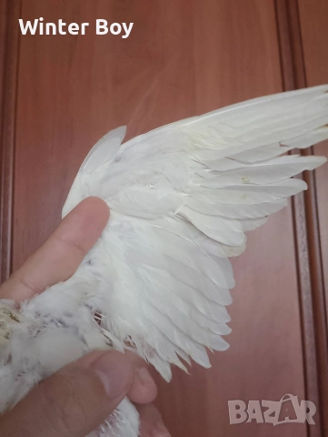 Бебе 1 папагал корела корели , снимка 4 - Папагали - 53439002