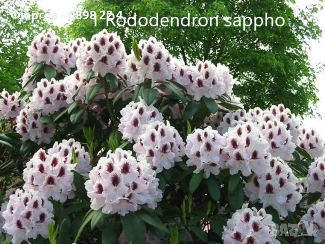 Рододендрон, снимка 1 - Градински цветя и растения - 40040589