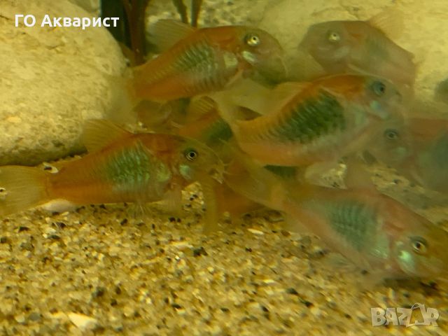 Коридорас Венецуела Ориндж / Corydoras Venezuela Orange, снимка 1 - Рибки - 45625596