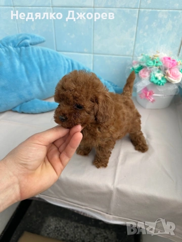 Той Пудел/Toy Poodle, снимка 5 - Пудели - 53826351