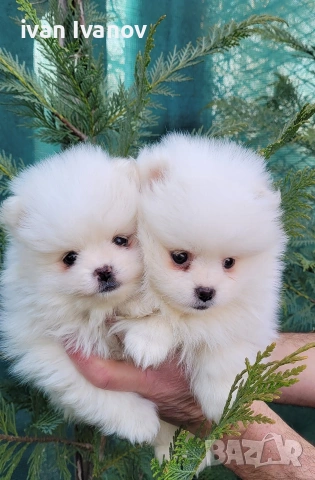 Померан-мини шпиц!!!, снимка 14 - Померан - 53817614