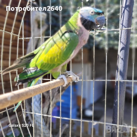 Китайски Александър(Psittacula derbiana)