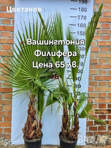 Палма Вашингтония Филифера