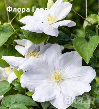 КЛЕМАТИС, БОЖУР - Коренища- ПРЕДВАРИТЕЛНИ ПОРЪЧКИ, снимка 3 - Градински цветя и растения - 53650447
