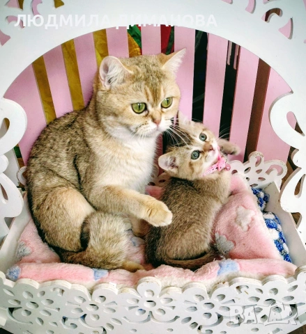 Шотландско мъжко златна чинчила. , снимка 11 - Британска късокосместа - 53707101