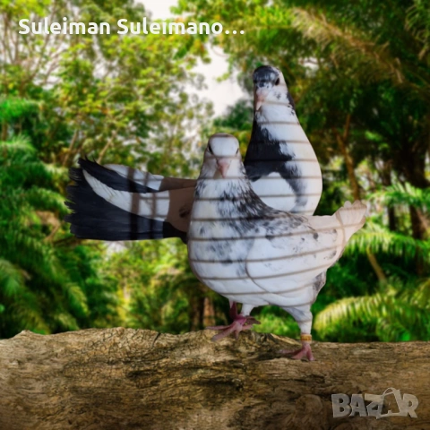 Въртеливи гълъби 15 евро двата